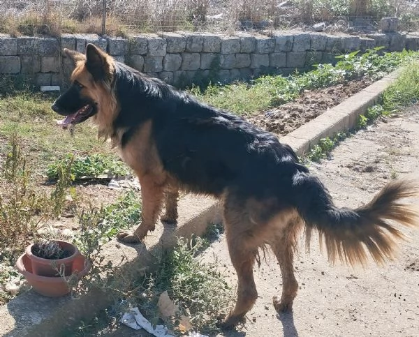 Una dolcissima cagnolina cerca urgentemente casa | Foto 1