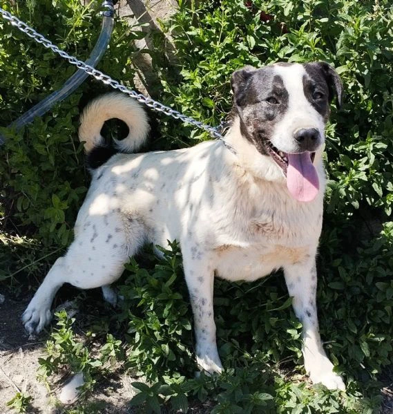 Questo dolce e tranquillo cagnolino cerca casa | Foto 4