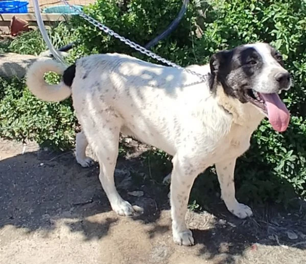 Questo dolce e tranquillo cagnolino cerca casa | Foto 2