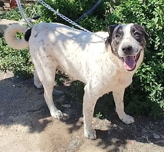 Questo dolce e tranquillo cagnolino cerca casa | Foto 1