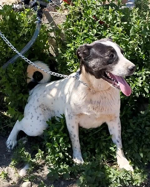 Questo dolce e tranquillo cagnolino cerca casa | Foto 0