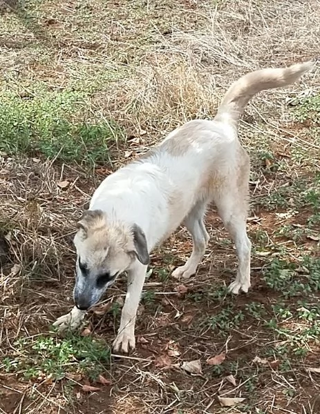 Cucciola meravigliosa cerca una casa | Foto 3