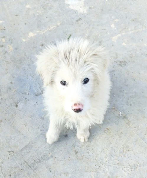 Cucciola meravigliosa cerca una casa | Foto 3