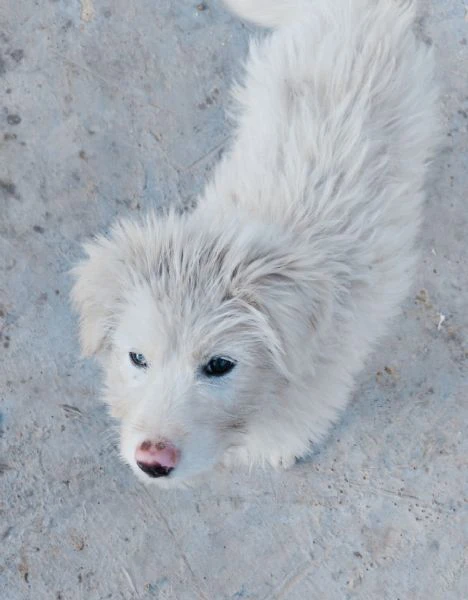 Cucciola meravigliosa cerca una casa | Foto 1