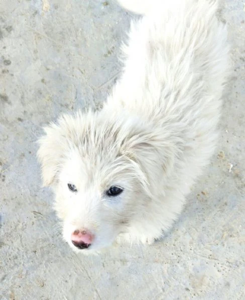 Cucciola meravigliosa cerca una casa | Foto 0