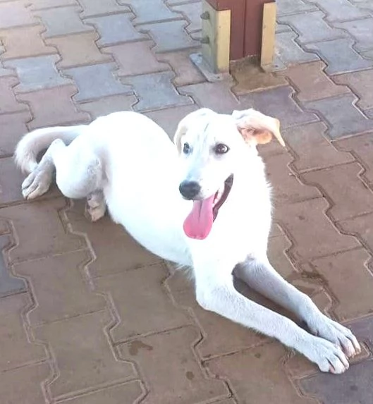 Cucciolini in adozione cercano casa | Foto 4