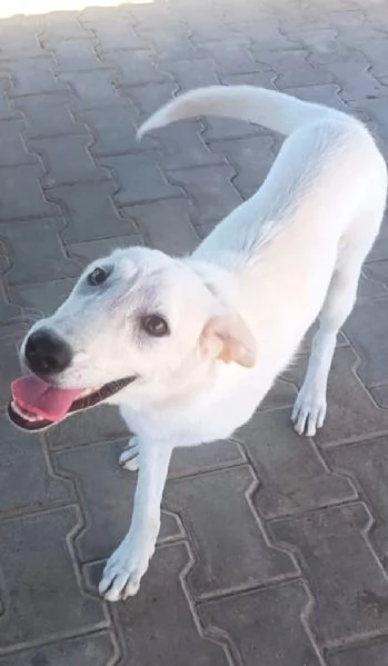 Cucciolini in adozione cercano casa | Foto 2