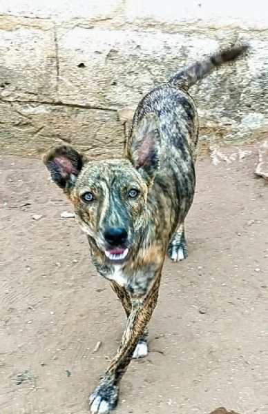 Cuccioli in adozione stanno cercando casa | Foto 6