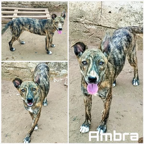 Cuccioli in adozione stanno cercando casa | Foto 4