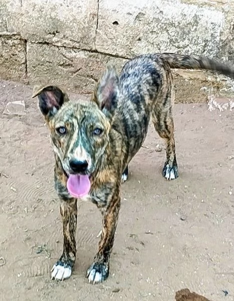 Cuccioli in adozione stanno cercando casa | Foto 3