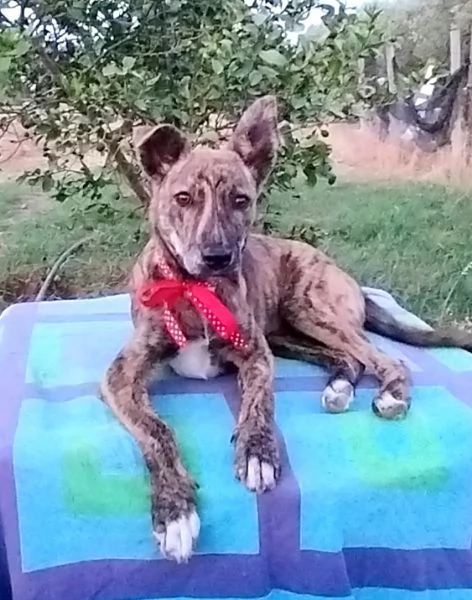 Cuccioli in adozione stanno cercando casa | Foto 2