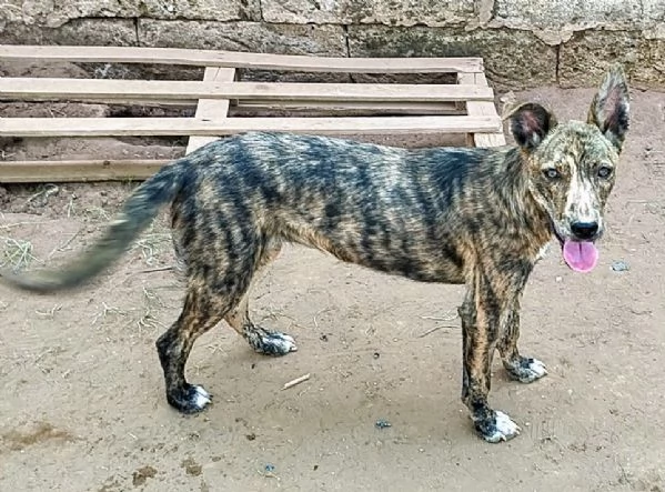 Cuccioli in adozione stanno cercando casa