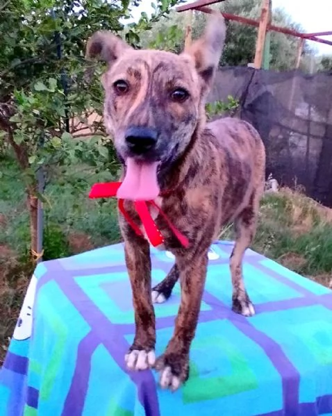 Cuccioli in adozione stanno cercando casa | Foto 0