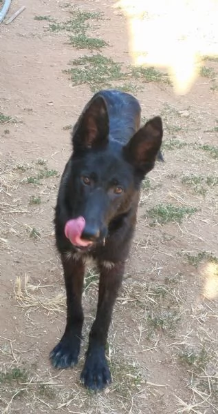 Il cucciolone Jos cerca casa | Foto 6