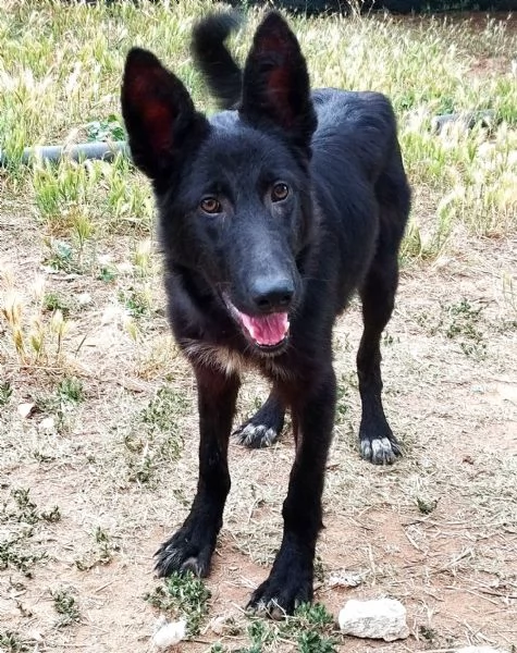 Il cucciolone Jos cerca casa | Foto 4