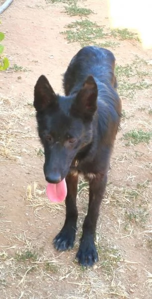 Il cucciolone Jos cerca casa | Foto 2