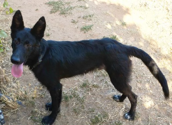 Il cucciolone Jos cerca casa | Foto 0