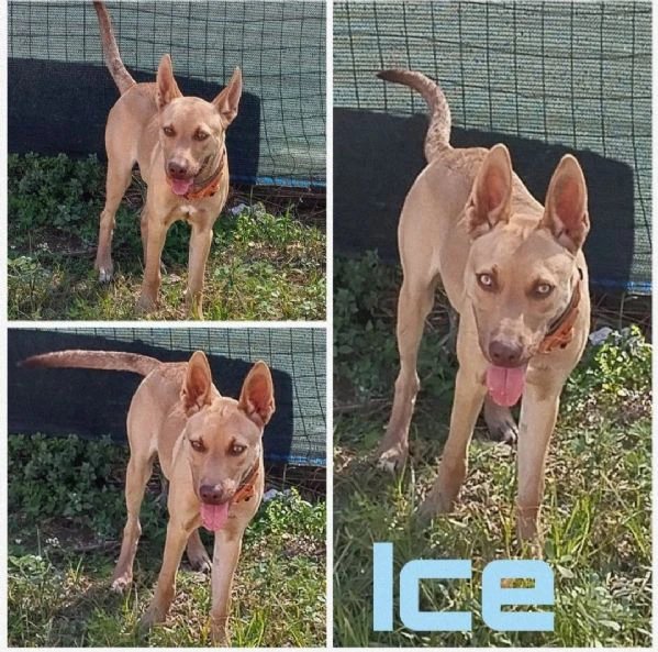 Ice stupendo cane in Adozione cerca casa