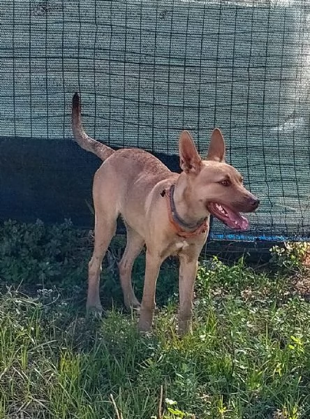 Ice stupendo cane in Adozione cerca casa | Foto 4