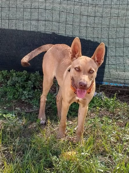 Ice stupendo cane in Adozione cerca casa | Foto 2