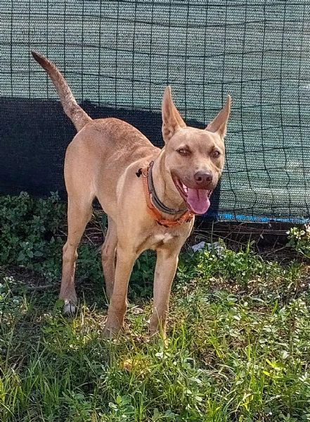 Ice stupendo cane in Adozione cerca casa | Foto 1