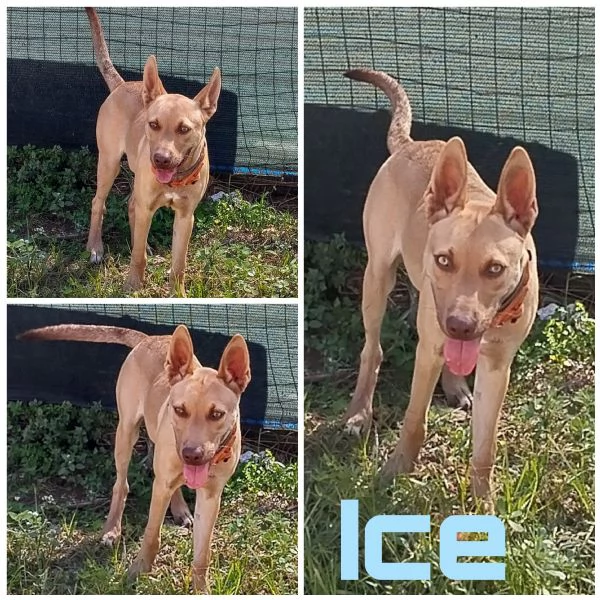 Ice stupendo cane in Adozione cerca casa