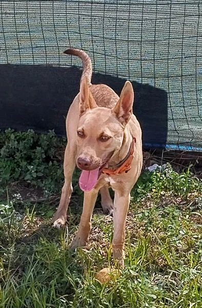 Ice stupendo cane in Adozione cerca casa | Foto 0