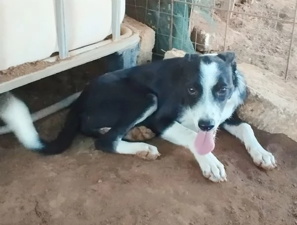 Trilly la cagnolina che sorride cerca casa | Foto 5