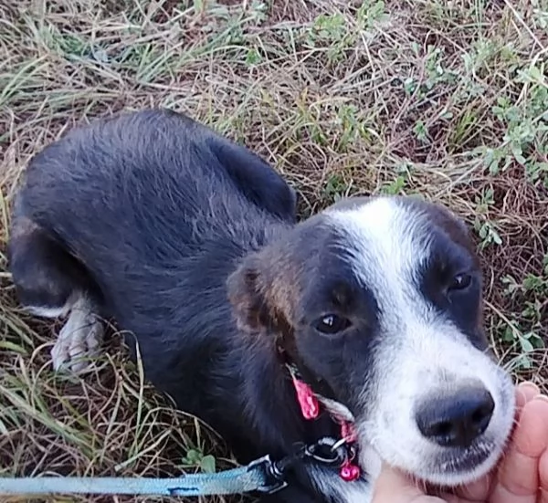 Trilly la cagnolina che sorride cerca casa | Foto 1