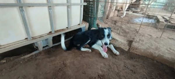 Trilly la cagnolina che sorride cerca casa | Foto 0