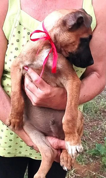 Cuccioli in adozione cercano una famiglia che li accolga con amore | Foto 2