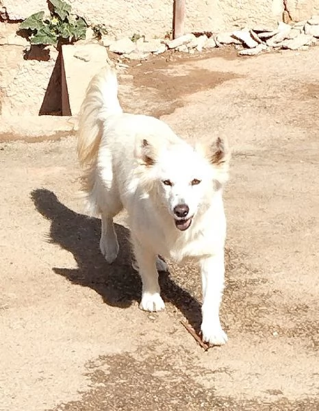 Una famiglia per Mary dolcissima cagnolina  | Foto 6