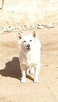 Una famiglia per Mary dolcissima cagnolina  | Foto 4