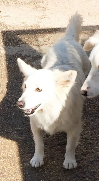 Una famiglia per Mary dolcissima cagnolina  | Foto 2