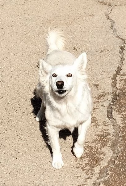 Una famiglia per Mary dolcissima cagnolina  | Foto 1