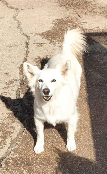 Una famiglia per Mary dolcissima cagnolina  | Foto 0