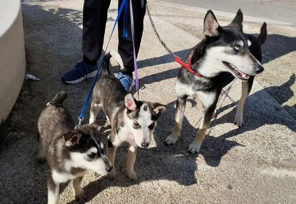 La dolce Lily cerca la sua famiglia c posto per lei | Foto 5