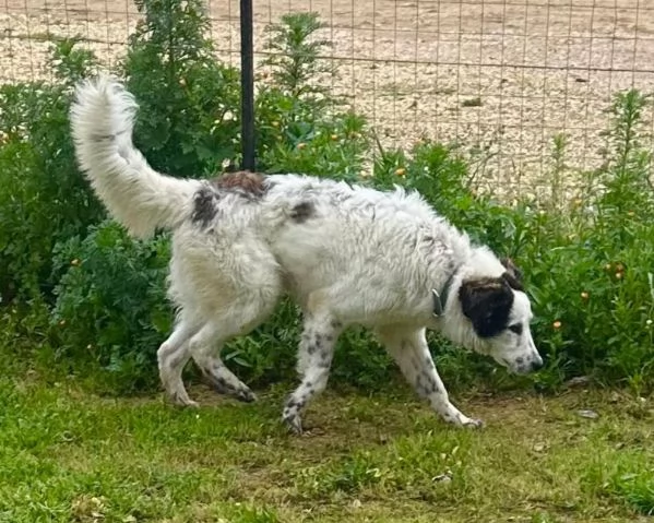 Snoopy cerca ancora la sua famiglia del cuore | Foto 5