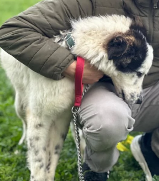 Snoopy cerca ancora la sua famiglia del cuore | Foto 3