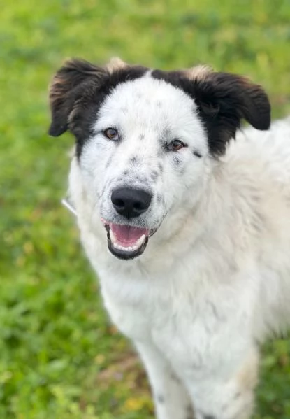 Snoopy cerca ancora la sua famiglia del cuore