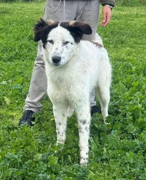 Snoopy cerca ancora la sua famiglia del cuore | Foto 2