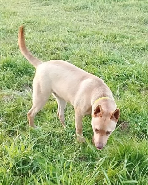 Il bellissimo Marley cerca il suo umano a cui donare tanto affetto | Foto 5