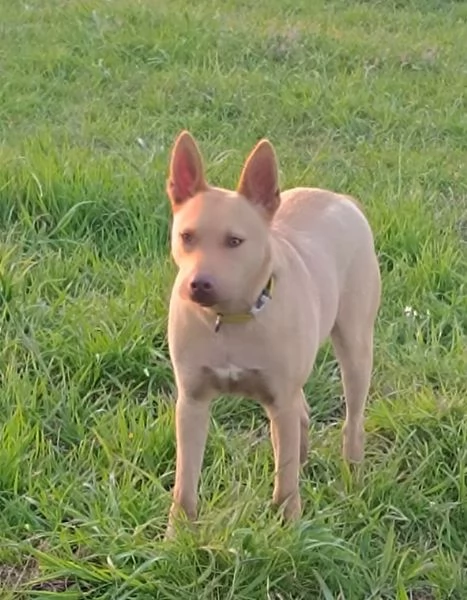 Il bellissimo Marley cerca il suo umano a cui donare tanto affetto | Foto 4