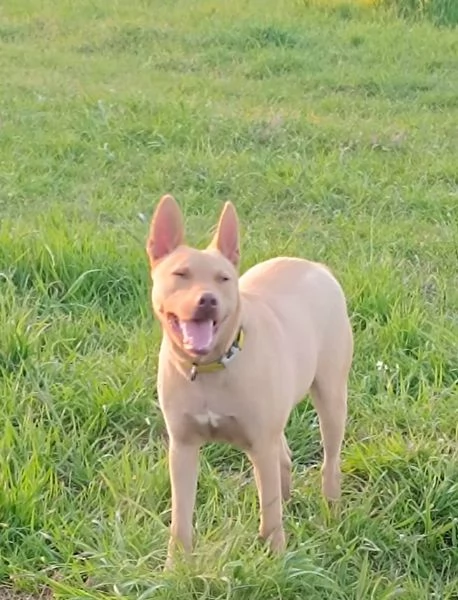 Il bellissimo Marley cerca il suo umano a cui donare tanto affetto | Foto 1