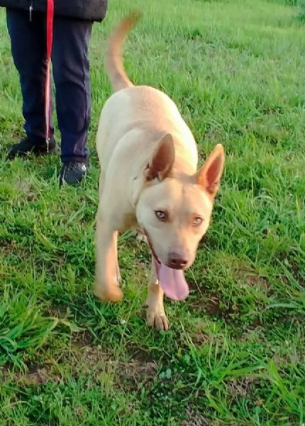 Il bellissimo Marley cerca il suo umano a cui donare tanto affetto | Foto 0