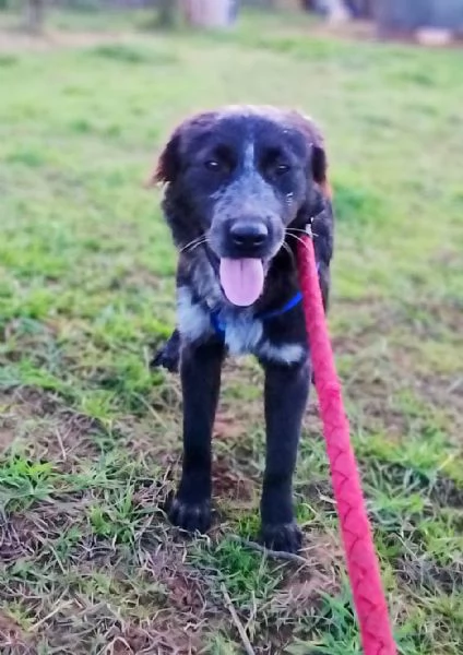 Cani in adozione adozione Freddy e Oscar cercano casa  | Foto 6