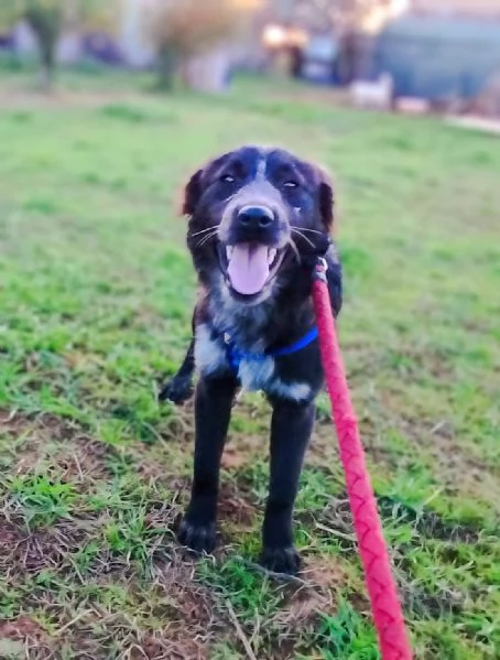 Cani in adozione adozione Freddy e Oscar cercano casa  | Foto 5