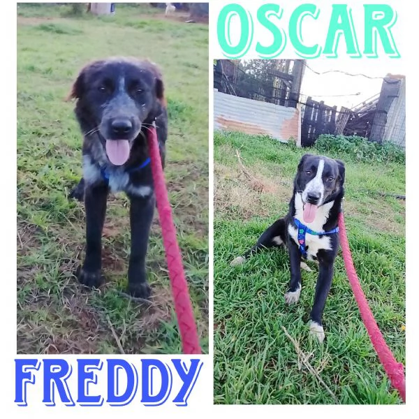 Cani in adozione adozione Freddy e Oscar cercano casa  | Foto 2