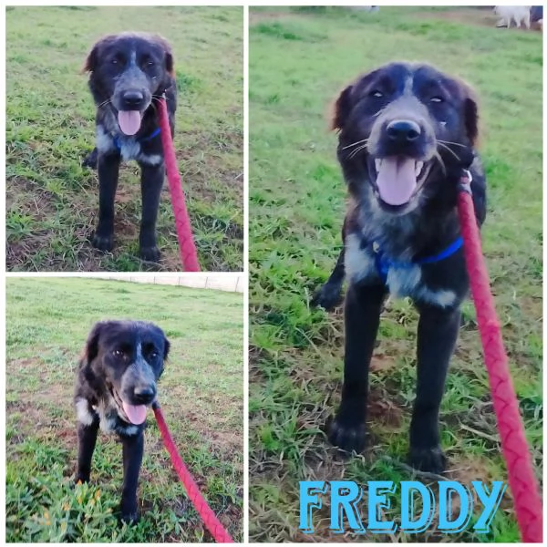 Cani in adozione adozione Freddy e Oscar cercano casa  | Foto 0