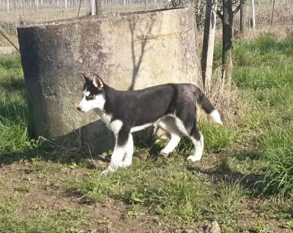 Cucciole husky 